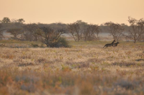 Guepard Cheetah Acinonyx jubatus